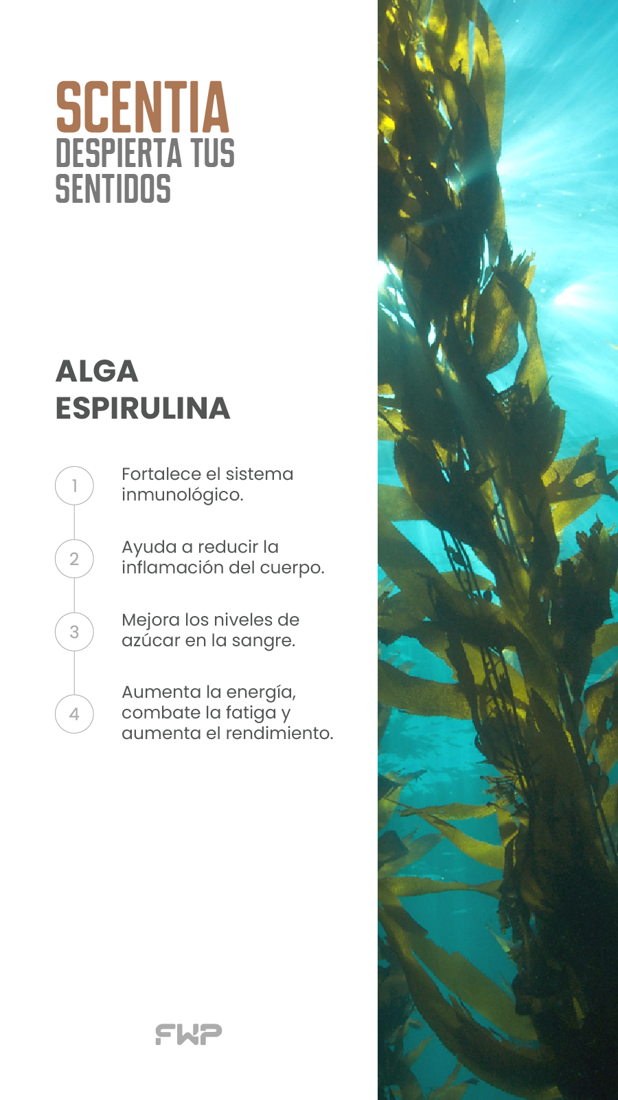 Scentia – Despierta Tus Sentidos
