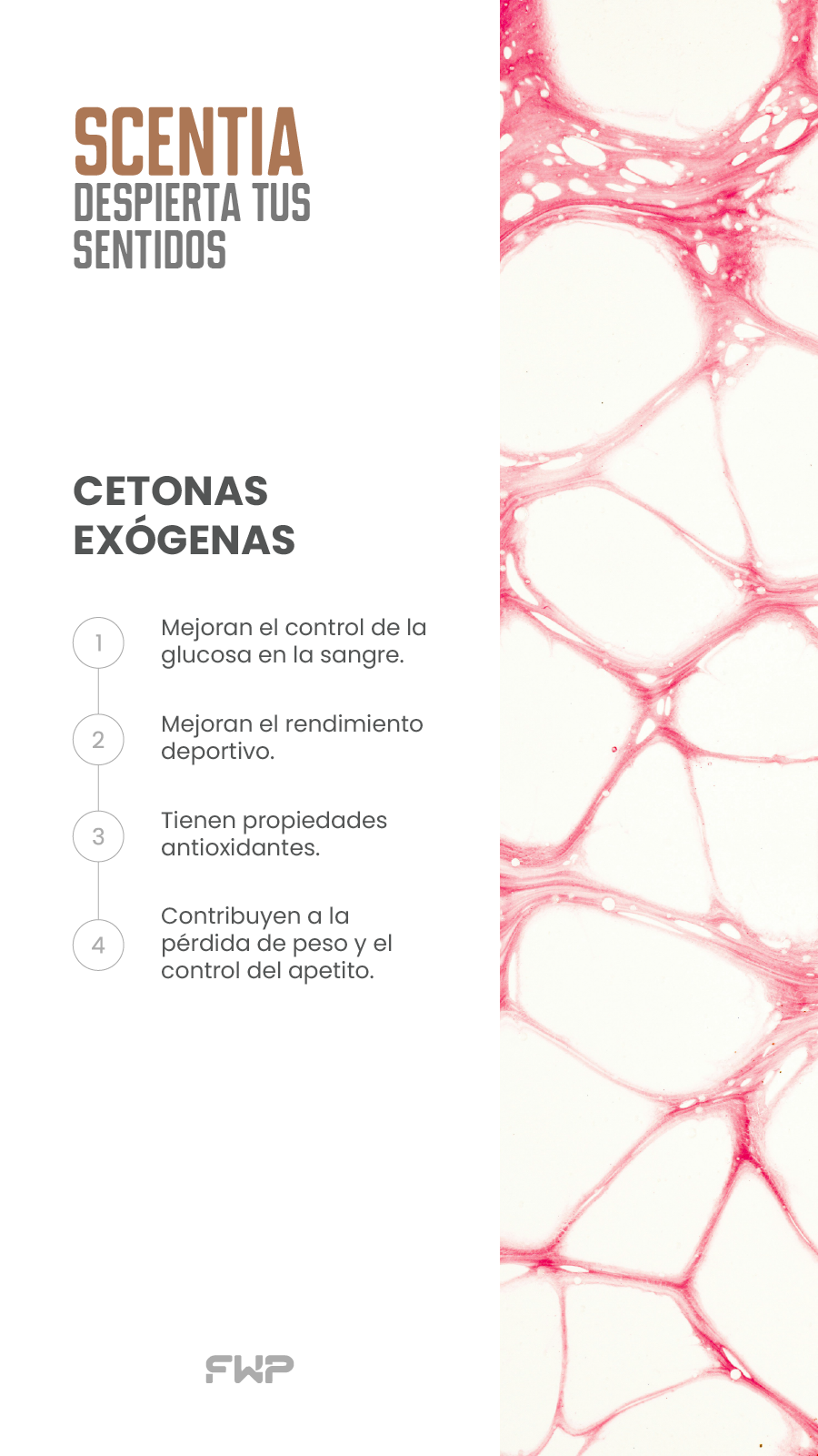 Scentia – Despierta Tus Sentidos