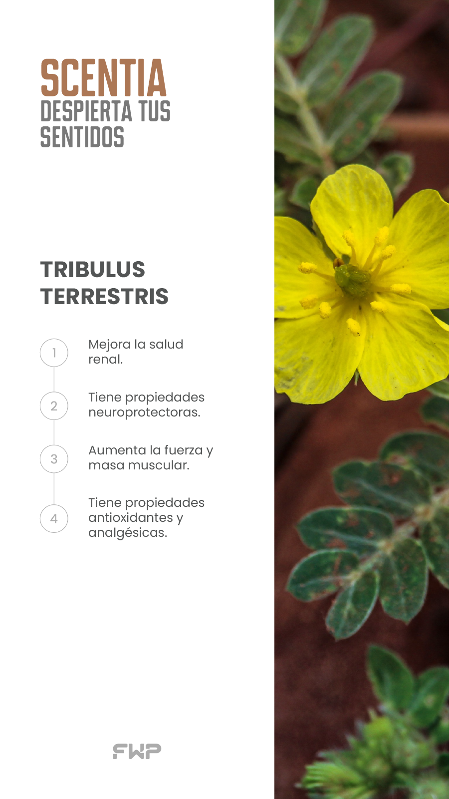Scentia – Despierta Tus Sentidos