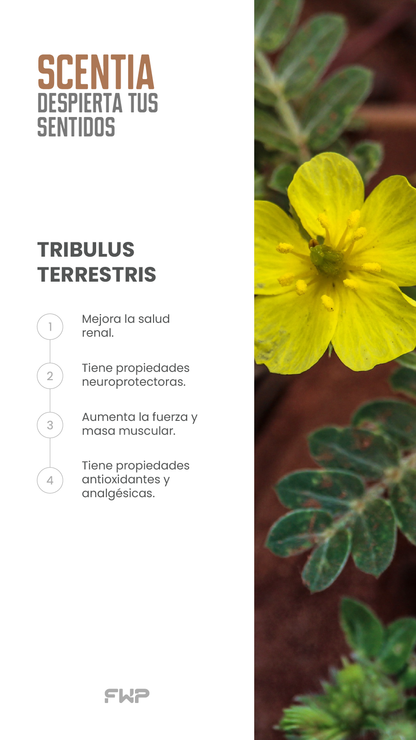 Scentia – Despierta Tus Sentidos